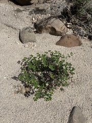 Euphorbia tomentulosa