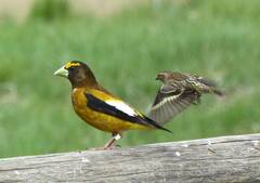 Coccothraustes vespertinus