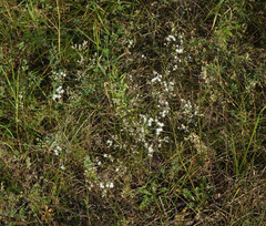 Gypsophila altissima