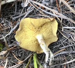Suillus umbonatus