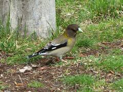 Coccothraustes vespertinus