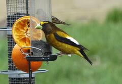 Coccothraustes vespertinus