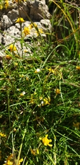 Tagetes