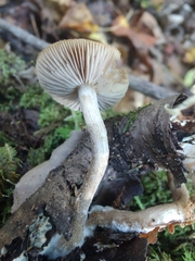 Agrocybe firma