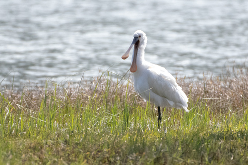 Espátula común (Platalea leucorodia)