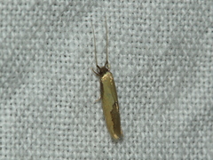 Opogona protodoxa