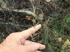 Elymus churchii