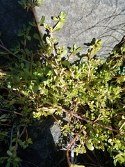 Portulaca