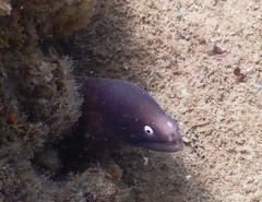 Gymnothorax thyrsoideus