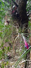 Tillandsia aeranthos