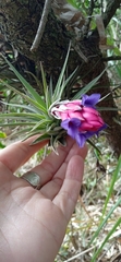 Tillandsia aeranthos