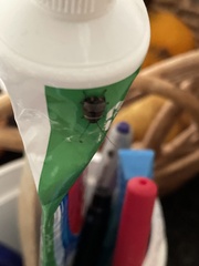 Ellipsidion australe