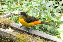 Ramphocelus flammigerus