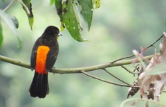 Ramphocelus flammigerus