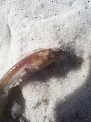Bascanichthys bascanium