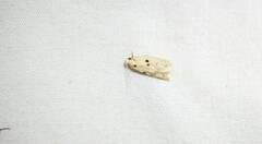 Scythropiodes issikii