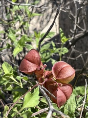 Cardiospermum corindum