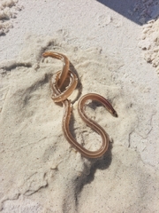 Bascanichthys bascanium