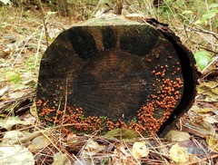 Dacrymyces