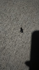 Harpalus caliginosus