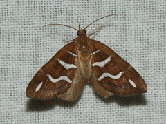 Chaetolopha niphosticha