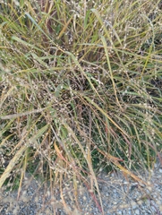 Panicum virgatum