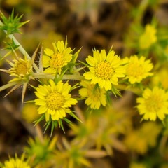 Centromadia parryi congdonii