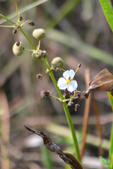 Sagittaria graminea