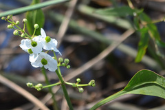 Sagittaria graminea
