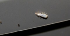 Microcrambus biguttellus