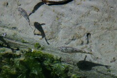 Cyprinodon variegatus