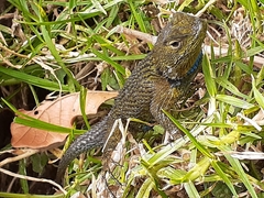 Sceloporus malachiticus