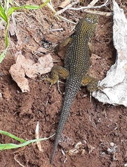 Sceloporus malachiticus