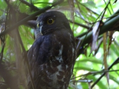 Ninox scutulata