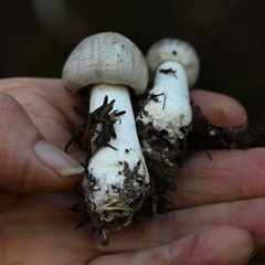 Leucoagaricus leucothites
