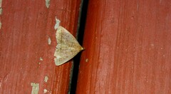 Zanclognatha obscuripennis