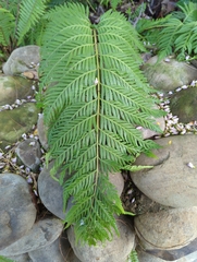 Woodwardia prolifera