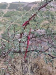 Vachellia pacensis