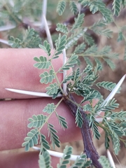 Vachellia pacensis