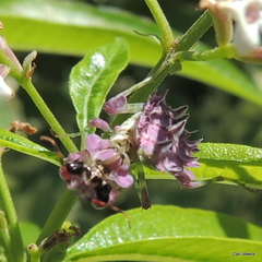 Pseudocreobotra wahlbergi