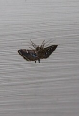Diathrausta
