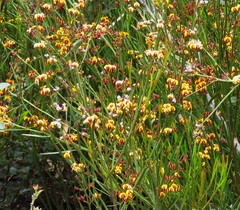 Daviesia leptophylla