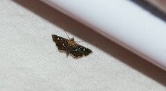 Diathrausta reconditalis