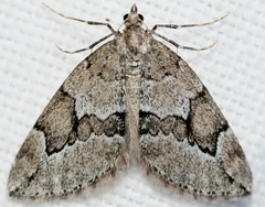 Thera juniperata
