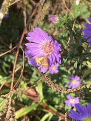 Pyrausta californicalis