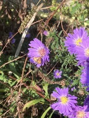 Pyrausta californicalis