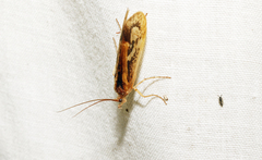 Limnephilus rhombicus