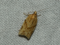 Clepsis therina
