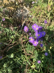Pyrausta californicalis