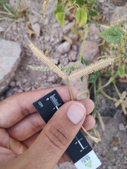 Dactyloctenium aegyptium